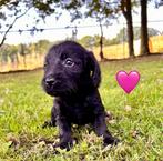 Doxiepoo pupjes (dwergteckel x toypoedel), Parvo, Overige rassen, 8 tot 15 weken, Meerdere