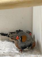 Grijze zebravink, Mannelijk