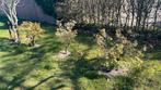 Pieris japonicas tuinplanten, Tuin en Terras, Planten | Tuinplanten, Ophalen of Verzenden, Zomer, Overige soorten, Halfschaduw