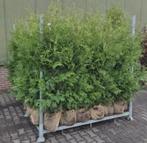 Thuja coniferen met kluit, Tuin en Terras, Planten | Bomen, Ophalen