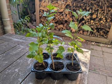 hibiscus zaailing  beschikbaar voor biedingen