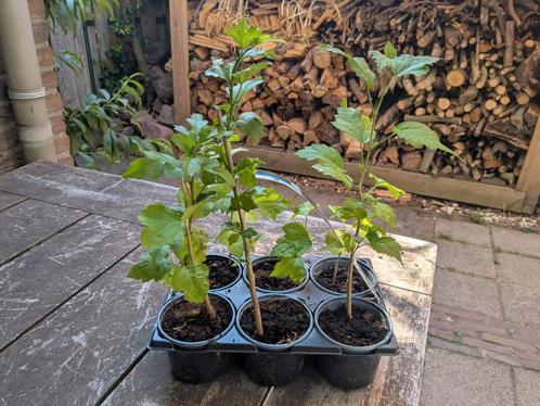 hibiscus zaailing, Tuin en Terras, Planten | Tuinplanten, Vaste plant, Overige soorten, Halfschaduw, Zomer, Ophalen