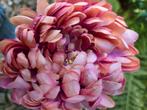 CHRYSANT - KUNST - OUDROZE TINTEN, Huis en Inrichting, Ophalen of Verzenden, Nieuw