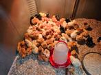 Kuikens te koop vanaf 28 september., Dieren en Toebehoren, Meerdere dieren, Kip