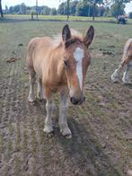 Te koop 3 trekpaard hengstveulens 2 jarige hengst, Dieren en Toebehoren, Paarden, Merrie, 0 tot 2 jaar