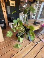 Grote Monstera Deliciosa, Ophalen, 100 tot 150 cm, Overige soorten, Halfschaduw