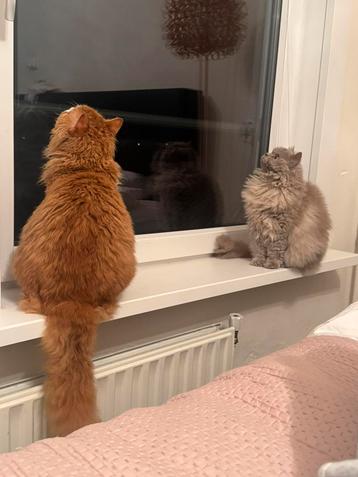 Selkirk Rex katten, broer en zus beschikbaar voor biedingen