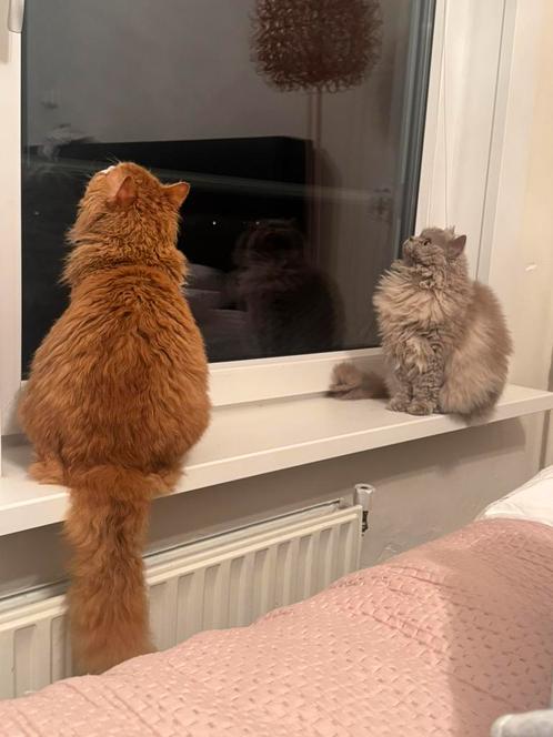 Selkirk Rex katten, broer en zus, Dieren en Toebehoren, Katten en Kittens | Raskatten | Langhaar, Meerdere dieren, 0 tot 2 jaar
