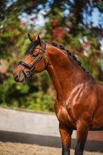 Betrouwbare ruin te koop, Dieren en Toebehoren, Met stamboom, Ruin, Dressuurpaard, 7 tot 10 jaar