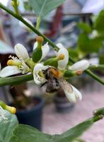 Grote limoen plant, citrus aurantifolia, eetbaar, Ophalen, Volle zon, In pot, Citroenboom