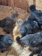 Zijdehoen kriel hennetjes te koop., Dieren en Toebehoren, Pluimvee, Vrouwelijk, Kip