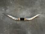 Longhorn bullbar 166 cm  mancave Texas Longhorn, Ophalen, Nieuw, Overige soorten, Gewei of Kop