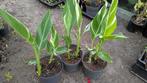Canna stuttgart, Ophalen, Zomer, Overige soorten, Volle zon