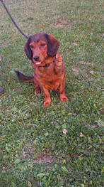 Mitsa – klein, vrolijk zonnetje, Particulier, Rabiës (hondsdolheid), Buitenland, Teef