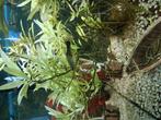 Guppy's te koop, Dieren en Toebehoren, Vissen | Aquariumvissen, Vis