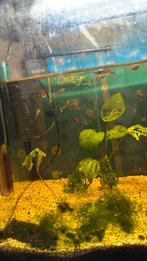 Endler guppen man, Dieren en Toebehoren, Vissen | Aquariumvissen, Vis