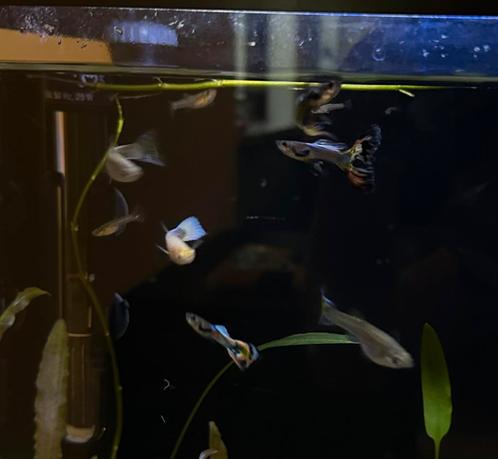 Guppen mix, Dieren en Toebehoren, Vissen | Aquariumvissen, Vis