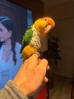 Zeer tam Roestop caique, Vrouwelijk, Papegaai, Tam