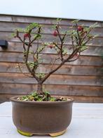 Cotoneaster Bonsai - Shohin Formaat, Volle zon, Vaste plant, Ophalen of Verzenden, Fruitplanten