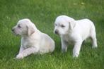 Geweldig mooie Labrador pups in Champ. en Charcoal, Dieren en Toebehoren, Honden | Retrievers, Spaniëls en Waterhonden, CDV (hondenziekte)