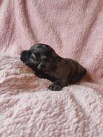 Mooie kleine maat cockapoo pups, Dieren en Toebehoren, Honden | Retrievers, Spaniëls en Waterhonden, België, Particulier, Overige rassen