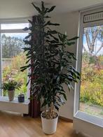 kamerplant, Ophalen, Halfschaduw, Yucca, 150 tot 200 cm