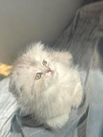 British kittens te verkoop, Dieren en Toebehoren, Katten en Kittens | Dekkaters