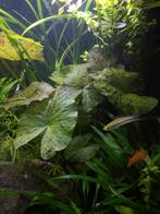 Groene tijgerlotus, Dieren en Toebehoren, Vissen | Aquaria en Toebehoren, Ophalen, Nieuw, Plant(en), Steen of Hout