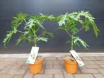 Carica Papaya 'Sunnybees' - Papaja / Boommeloen H: 70 cm., Ophalen, Volle zon, Vaste plant, Zomer