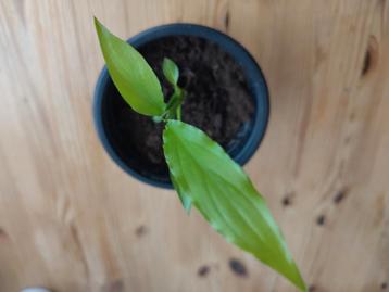 Jonge lepelplant peace lily nr. 2 onbespoten OPHALEN beschikbaar voor biedingen