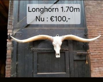Longhorn Schedel 1.70m - Stoere Decoratie beschikbaar voor biedingen