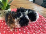 Jonge lunkarya cavias, Dieren en Toebehoren, Knaagdieren, Cavia, Juli, Meerdere dieren, Tam