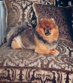 Hondenkussen groot made in Holland dubbelzijdig te gebruiken, Ophalen, Overige