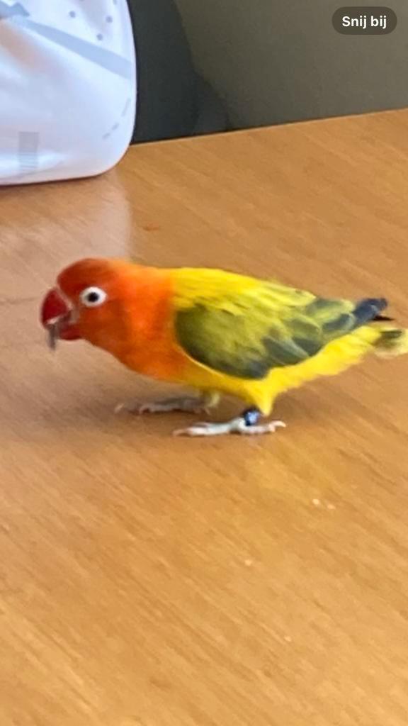 Gezocht! Agapornish fischeri, zie omschrijving, Dieren en Toebehoren, Vogels | Parkieten en Papegaaien, Dwergpapegaai of Agapornis