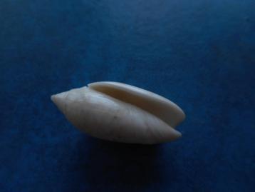 Schelpen: Oliva reticularis Lam. gem 34-38,5mm beschikbaar voor biedingen