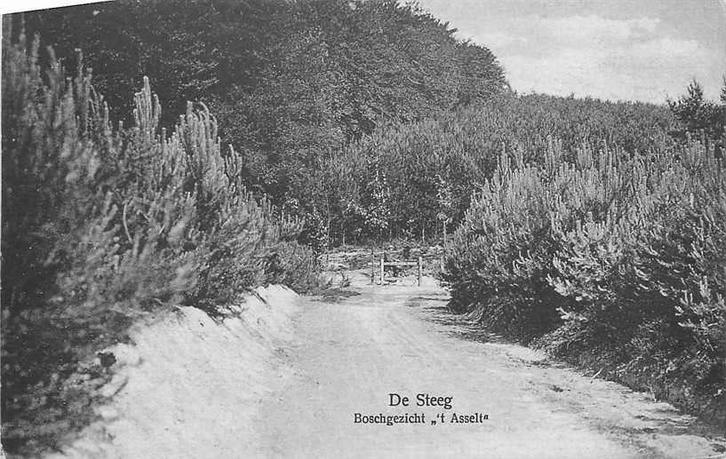 377-070-015 De Steeg Boschgezicht t Asselt, Verzamelen, Ansichtkaarten | Nederland, Gelderland, Voor 1920, Ophalen of Verzenden