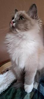 Lieve ragdoll, Dieren en Toebehoren, Poes