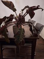 philodendron red, Huis en Inrichting, Kamerplanten, Ophalen, Overige soorten, Halfschaduw, Minder dan 100 cm