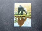 Apeldoorn, Apenheul, gorilla Bongo, Verzenden, 1980 tot heden, Gelderland