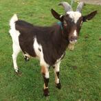 Bruin Bonte Melkgeitbok., Dieren en Toebehoren, Mannelijk, Schaap