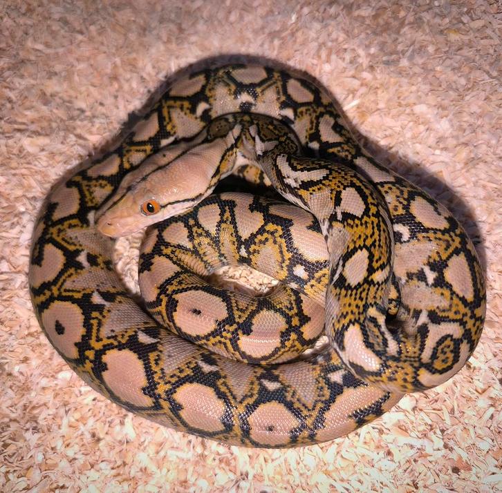 SD 0.1 Mocha Netpython 100% sumatra