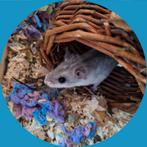 Chinese dwerghamster Erwtje, Dieren en Toebehoren, Knaagdieren, Juli, Mannelijk, Hamster