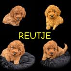 5 raszuivere poedel pups abrikoos kleur, Dieren en Toebehoren, Honden | Chihuahua's en Gezelschapshonden, Poedel, Rabiës (hondsdolheid)