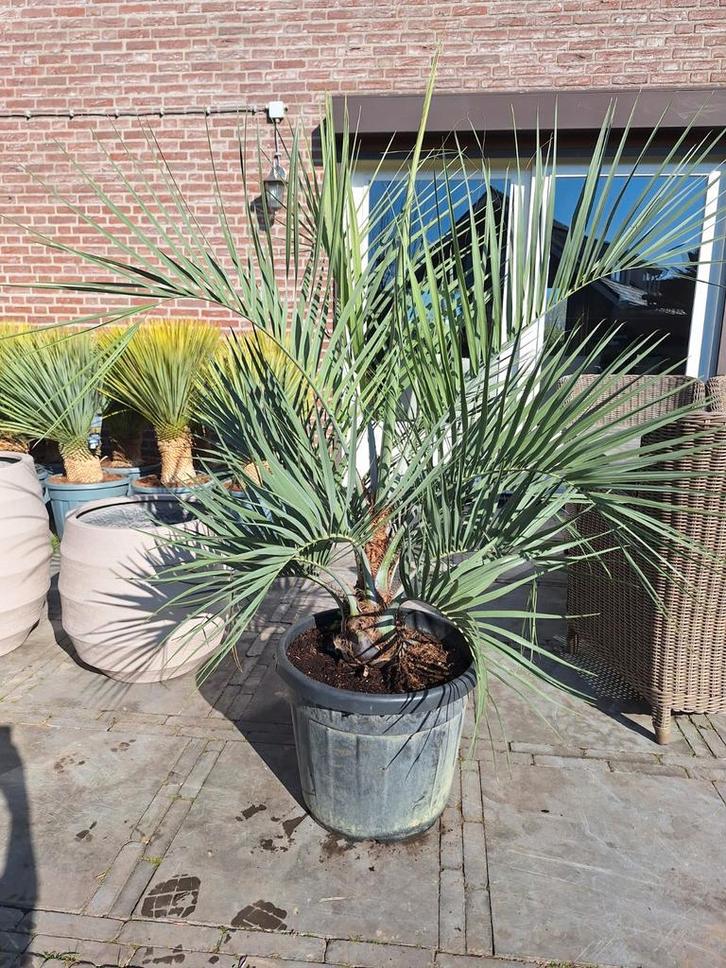 Butia capitata, geleipalm, palmboom, Tuin en Terras, Planten | Bomen, Palmboom, Minder dan 100 cm, Volle zon, Zomer, Ophalen