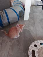 Kruising Ragoll x oosterse mix, Meerdere dieren, Kortharig, 0 tot 2 jaar