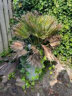Gratis plant incl. pot 60cm doorsnede, Tuin en Terras, Planten | Tuinplanten, Volle zon, Vaste plant, Zomer, Ophalen