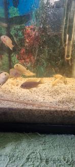 Malawi cichliden, Vis