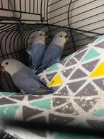 Baby vogels agapornis, Dieren en Toebehoren, Geslacht onbekend, Dwergpapegaai of Agapornis, Tam