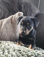 Prachtige jack russel jackrussell pup, teefje, Jack Russell Terriër, 8 tot 15 weken, Teef, Meerdere