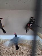 Rijst vogels wild kleur, Dieren en Toebehoren, Vogels | Overige Vogels, Meerdere dieren